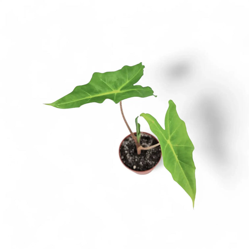 Alocasia 'Golden Dragon' potted houseplant in nursery pot on white background, product photo 2.