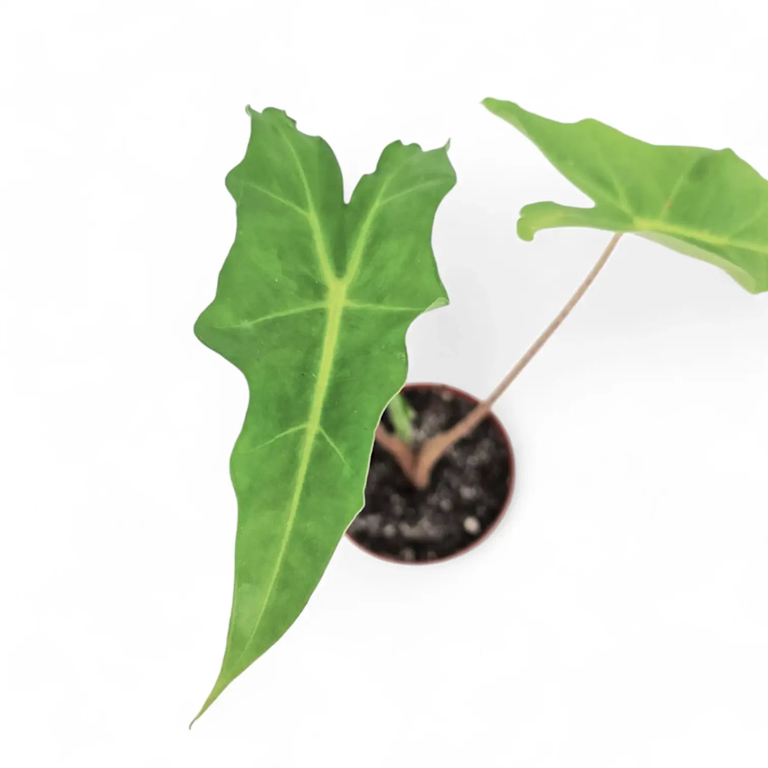 Alocasia 'Golden Dragon' Zimmerpflanze im Anzuchttopf vor weißem Hintergrund, Produktfoto 4.