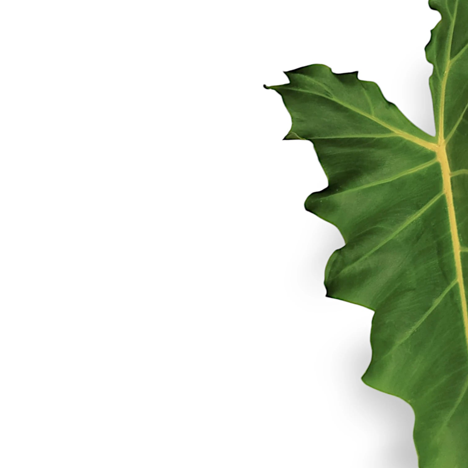 Alocasia 'Golden Dragon' Zimmerpflanze im Anzuchttopf vor weißem Hintergrund, Produktfoto 6.