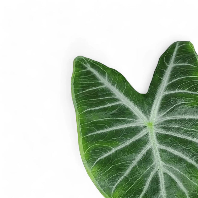 Alocasia 'Ivory Coast' leaf close-up on white background.