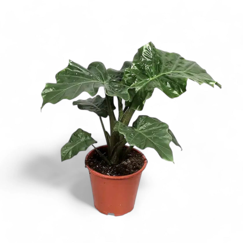Alocasia 'Low Rider' potted houseplant in nursery pot on white background, product photo 2.