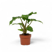 Alocasia 'Low Rider' potted houseplant in nursery pot on white background, product photo 4.