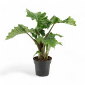 Alocasia 'Low Rider' potted houseplant in nursery pot on white background, product photo 5.
