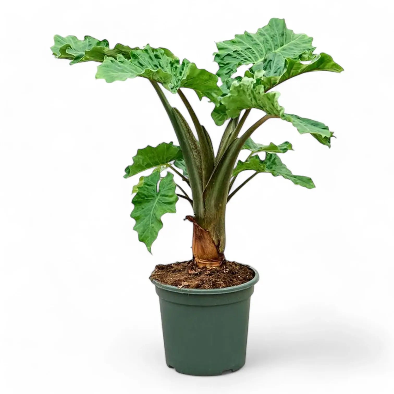 Alocasia 'Low Rider' potted houseplant in nursery pot on white background, product photo 6.