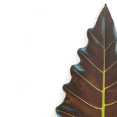 Alocasia ‘Mayan Mask’ ('Williams Hybrid’) leaf close-up on white background.