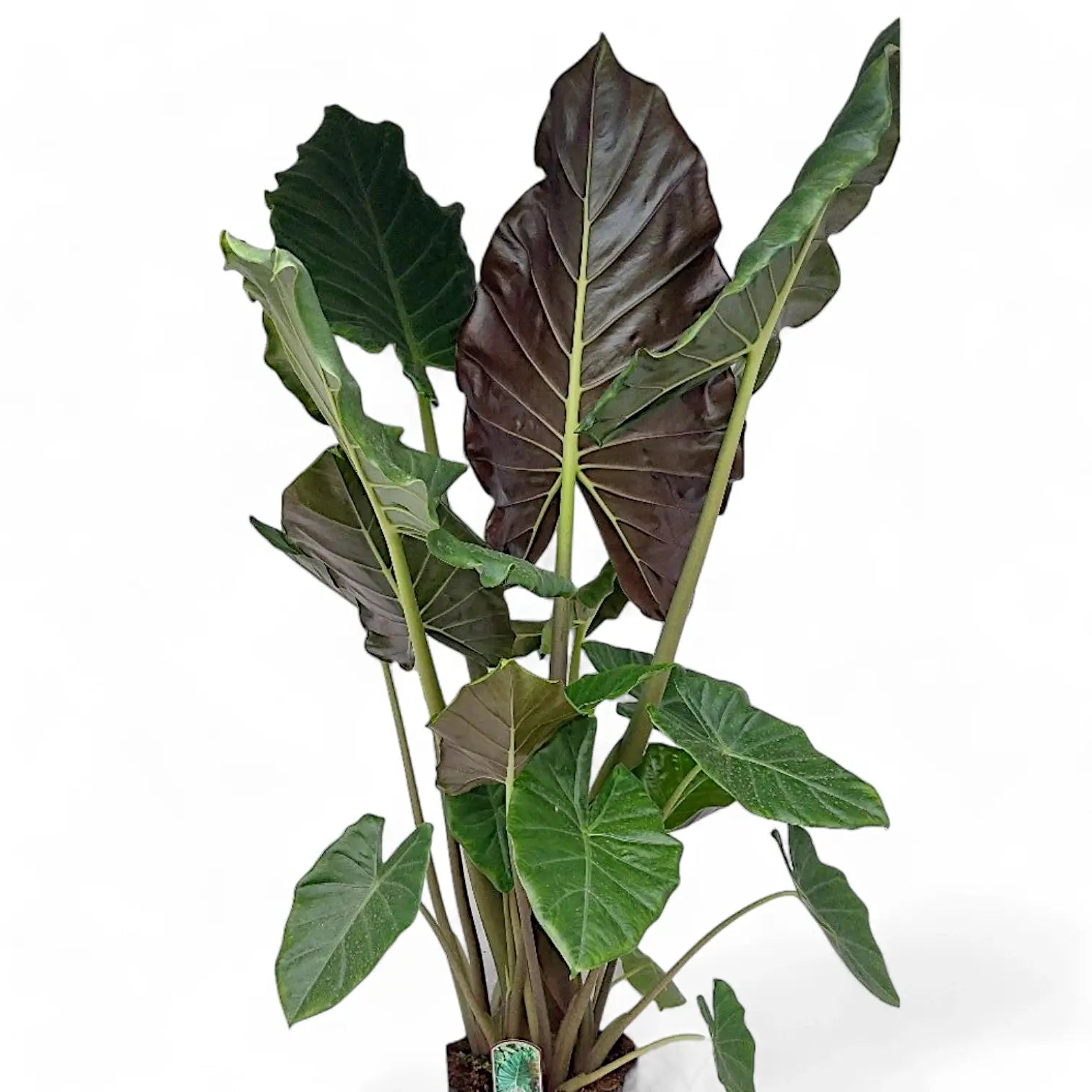 Alocasia ‘Mayan Mask’ ('Williams Hybrid’) potted houseplant in nursery pot on white background, product photo 3.