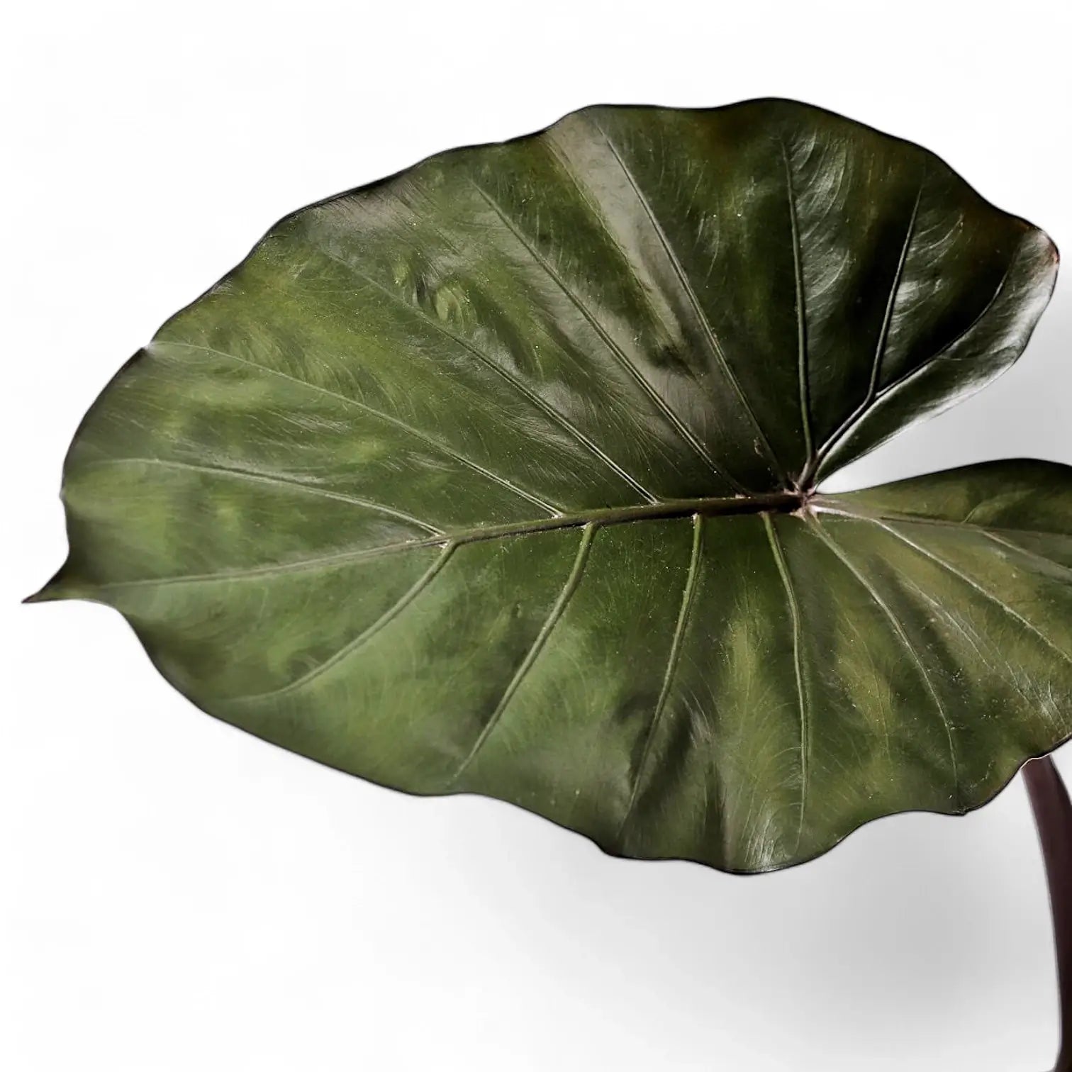 Alocasia 'Metalhead' – Blattdetail vor weißem Hintergrund..