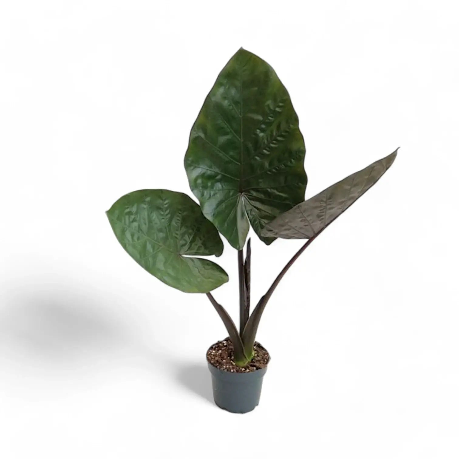 Alocasia 'Metalhead' Zimmerpflanze im Anzuchttopf vor weißem Hintergrund, Produktfoto 4.