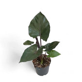 Alocasia 'Metalhead' Zimmerpflanze im Anzuchttopf vor weißem Hintergrund, Produktfoto 5.