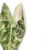 Alocasia 'Nairobi Nights' variegata leaf close-up on white background.