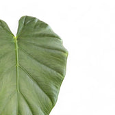 Alocasia 'Opal beauty' – Blattdetail vor weißem Hintergrund..