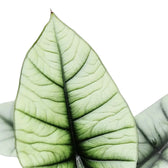 Alocasia 'Platinum' – Blattdetail vor weißem Hintergrund..