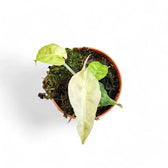 Alocasia 'Polly' variegata aurea Zimmerpflanze im Anzuchttopf vor weißem Hintergrund, Produktfoto 2.