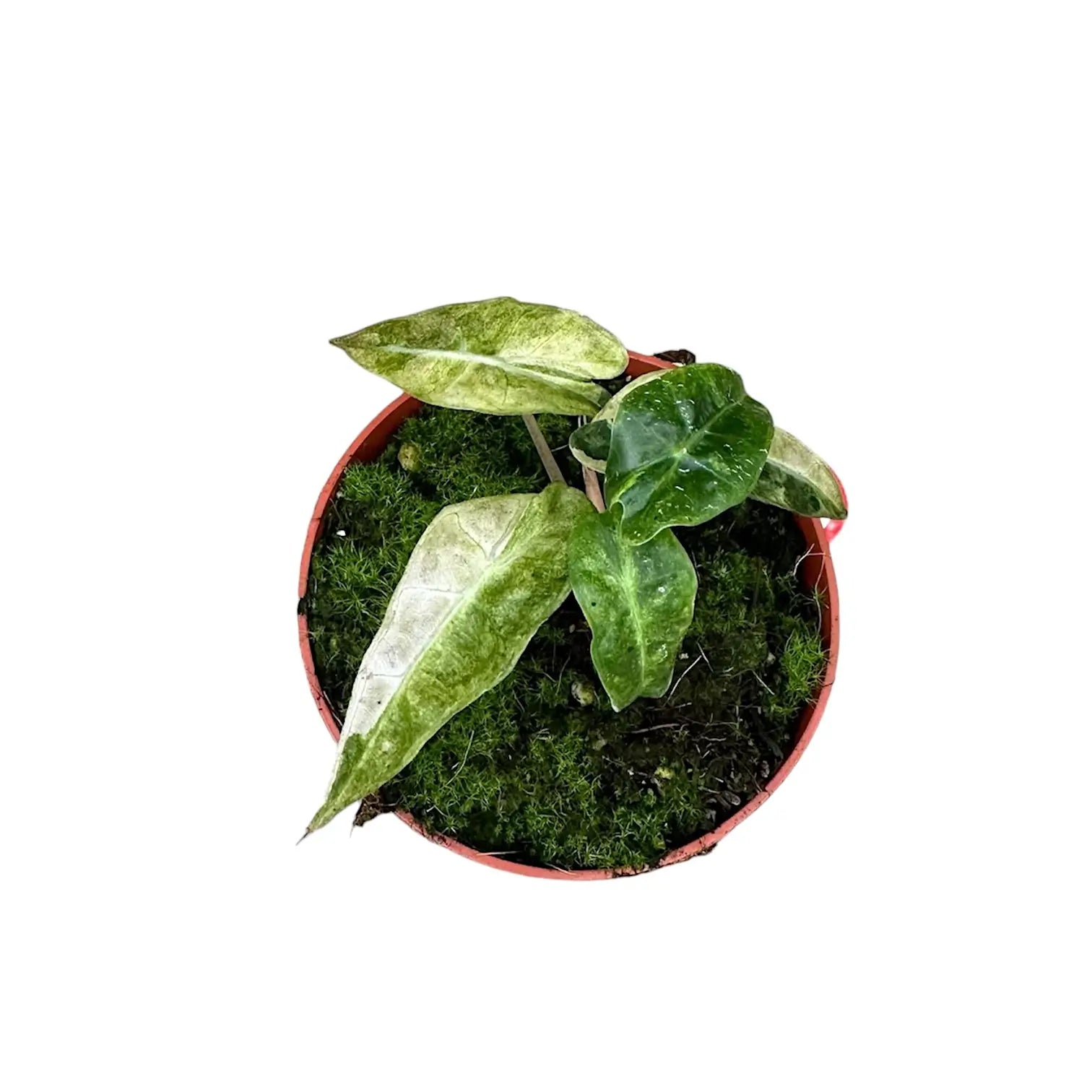 Alocasia 'Polly' variegata aurea Zimmerpflanze im Anzuchttopf vor weißem Hintergrund, Produktfoto 3.