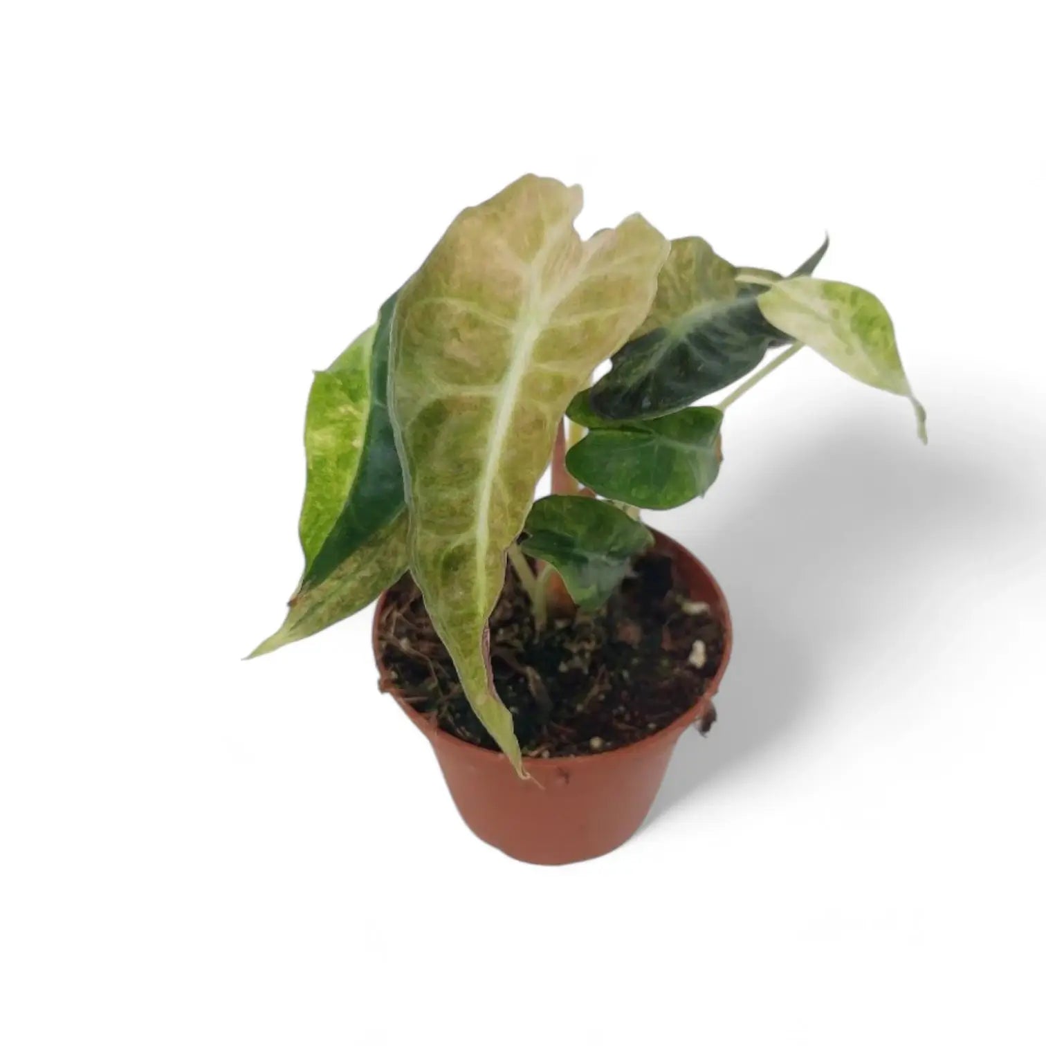 Alocasia 'Polly' variegata aurea Zimmerpflanze im Anzuchttopf vor weißem Hintergrund, Produktfoto 5.