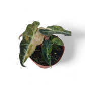 Alocasia 'Polly' variegata aurea Zimmerpflanze im Anzuchttopf vor weißem Hintergrund, Produktfoto 6.