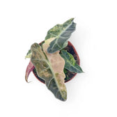 Alocasia 'Polly' variegata aurea Zimmerpflanze im Anzuchttopf vor weißem Hintergrund, Produktfoto 8.