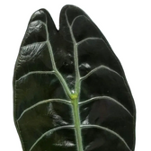 Alocasia ‘Sedenii’ leaf close-up on white background.