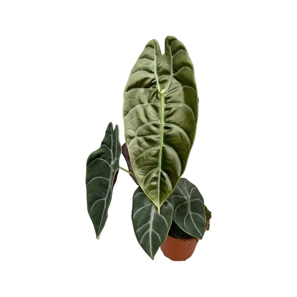 Alocasia ‘Sedenii’ potted houseplant in nursery pot on white background, product photo 2.