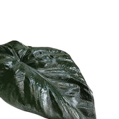 Alocasia 'Serendipity' – Blattdetail vor weißem Hintergrund..