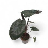 Alocasia 'Serendipity' Zimmerpflanze im Anzuchttopf vor weißem Hintergrund, Produktfoto 3.