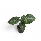 Alocasia 'Silver Feathers' potted houseplant in nursery pot on white background, product photo 2.