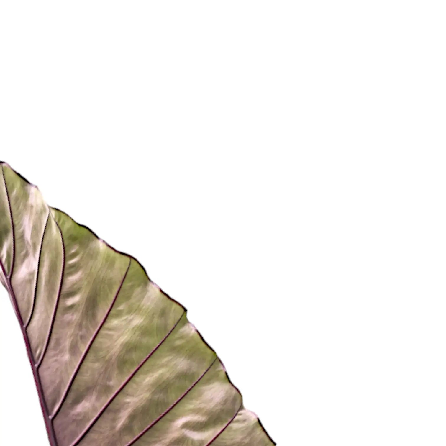 Alocasia 'Sumo' – Blattdetail vor weißem Hintergrund..