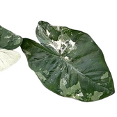 Alocasia 'Yucatan princess' variegata leaf close-up on white background.