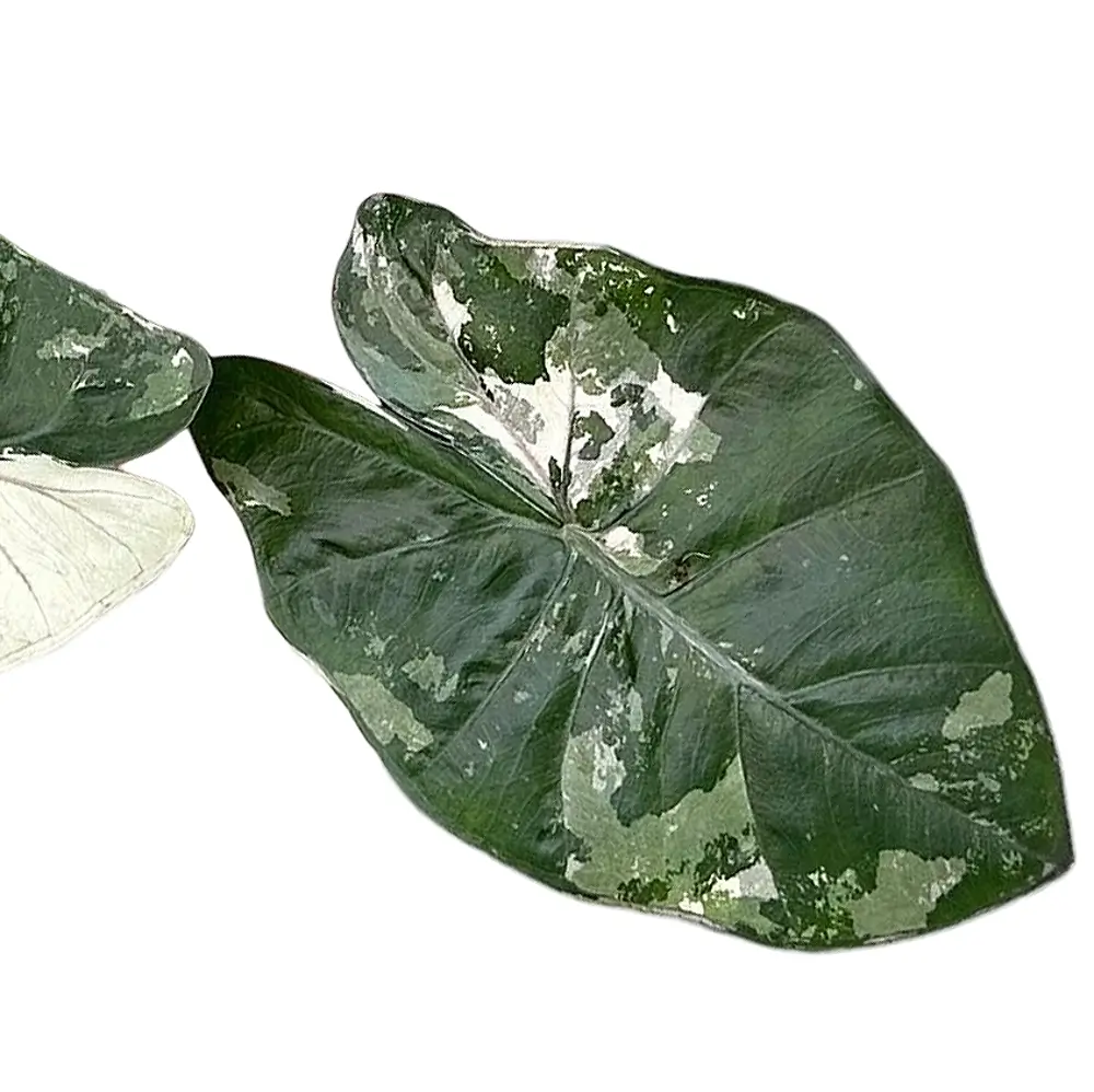Alocasia 'Yucatan princess' variegata leaf close-up on white background.