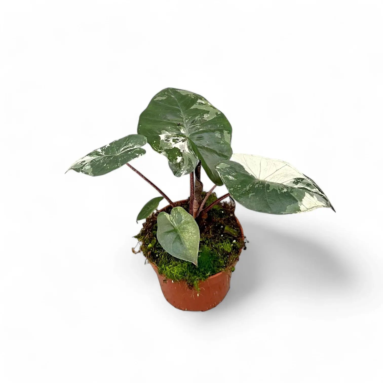 Alocasia 'Yucatan princess' variegata potted houseplant in nursery pot on white background, product photo 3.