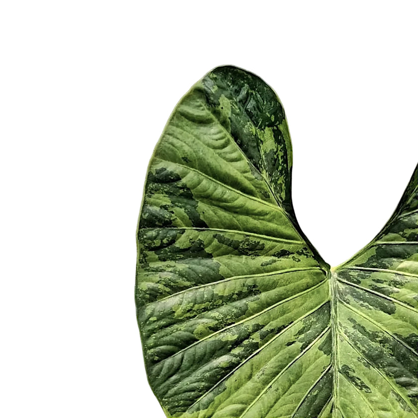 Alocasia alba variegata leaf close-up on white background.