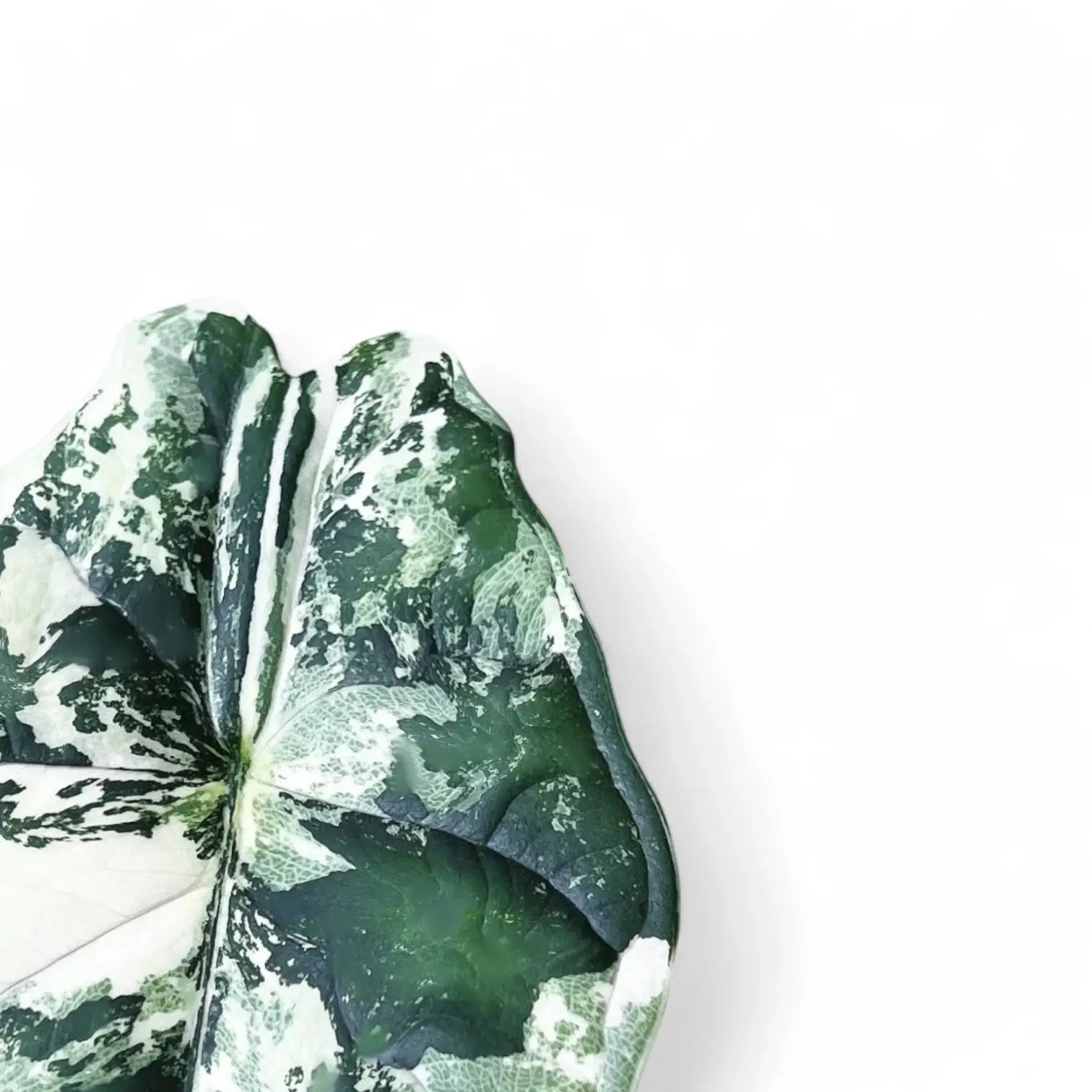 Alocasia baginda 'Dragon scale' albo-variegata leaf close-up on white background.