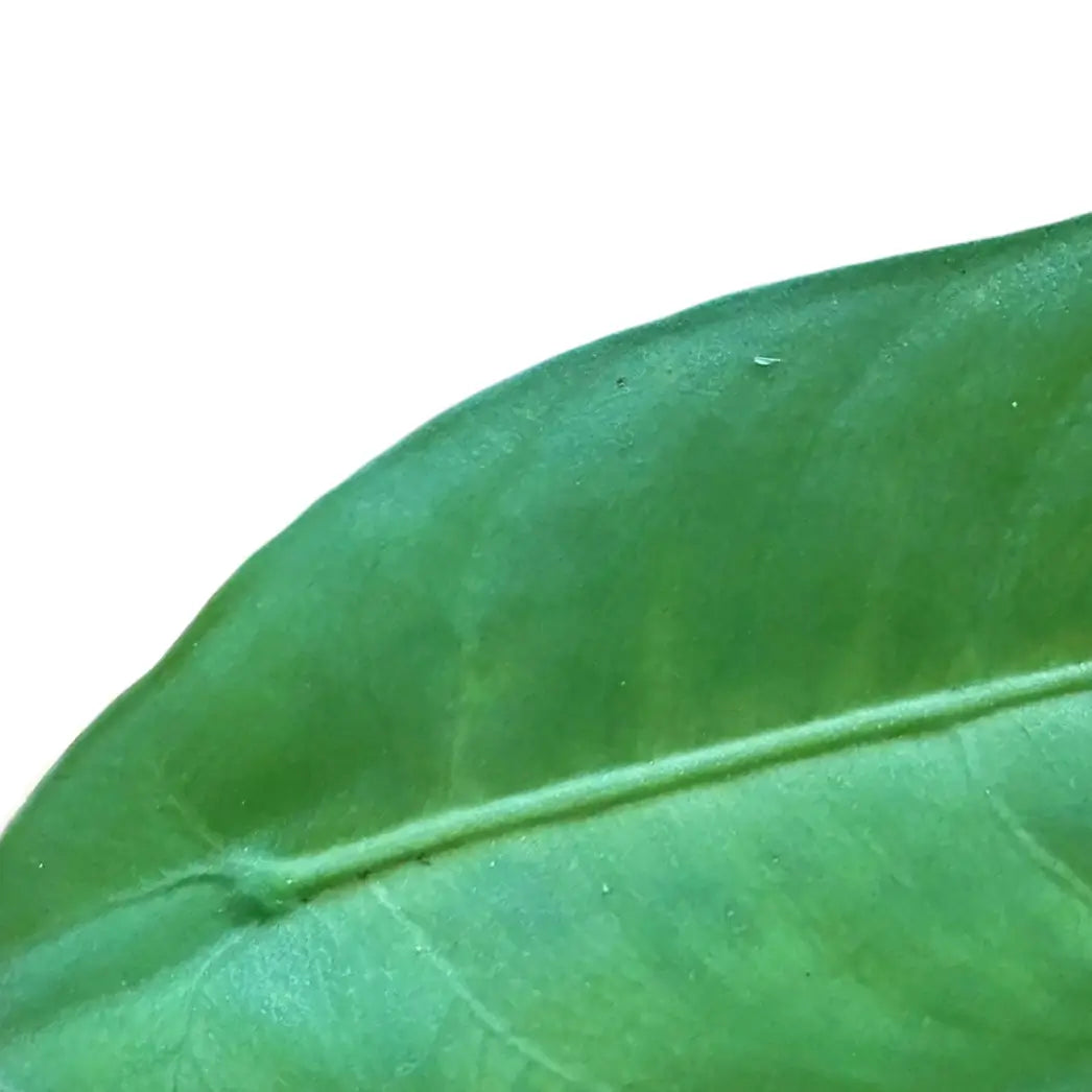 Alocasia beccarii – Blattdetail vor weißem Hintergrund..