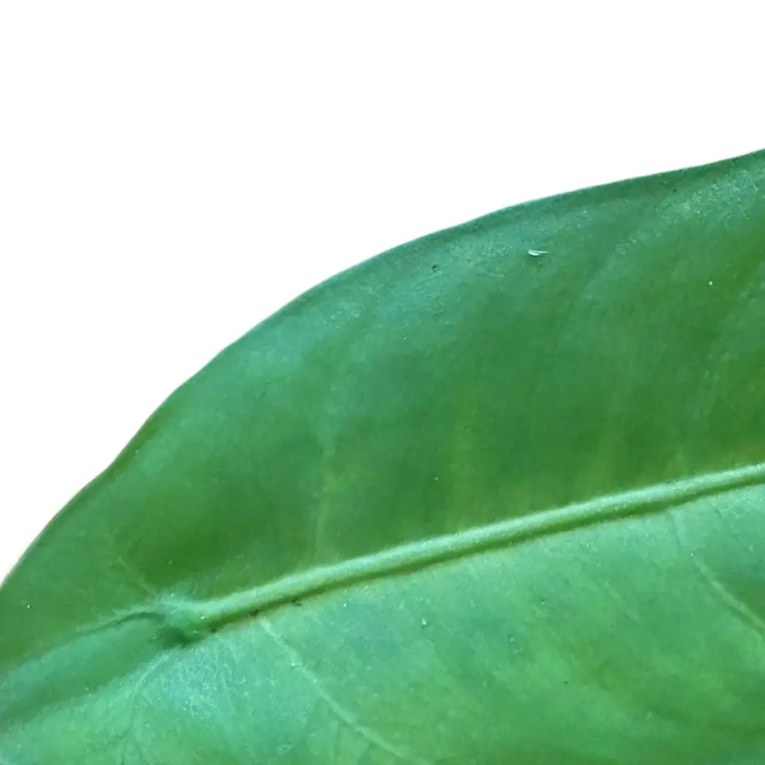 Alocasia beccarii leaf close-up on white background.