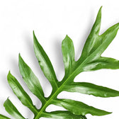 Alocasia brancifolia 'Pink Passion' leaf close-up on white background.