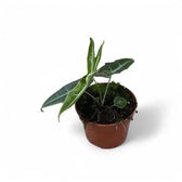 Alocasia cf. longiloba 'Narrow' potted houseplant in nursery pot on white background, product photo 3.
