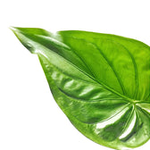 Alocasia cucullata leaf close-up on white background.