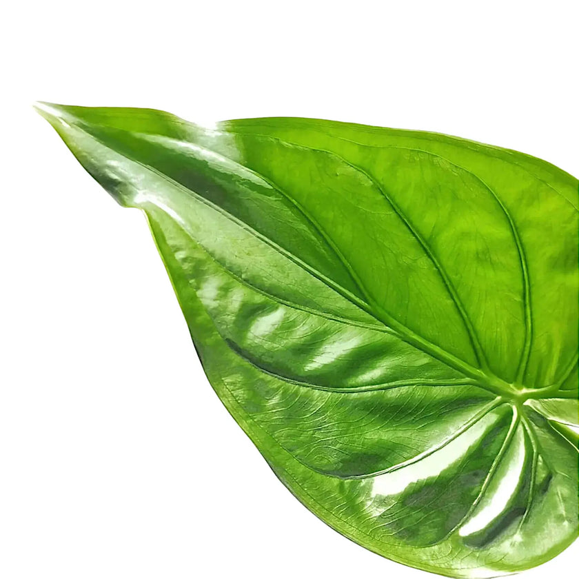 Alocasia cucullata leaf close-up on white background.
