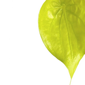Alocasia cucullata 'Golden' leaf close-up on white background.