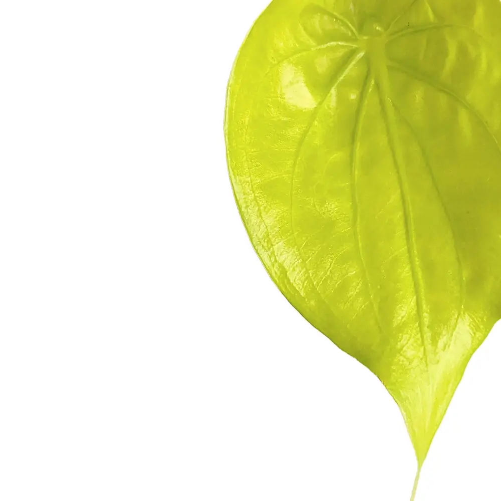 Alocasia cucullata 'Golden' leaf close-up on white background.