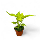 Alocasia cucullata 'Golden' potted houseplant in nursery pot on white background, product photo 2.