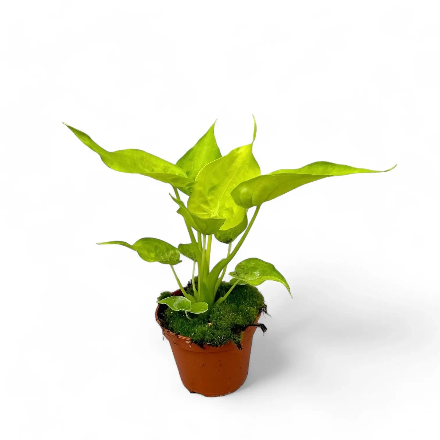Alocasia cucullata 'Golden' potted houseplant in nursery pot on white background, product photo 2.