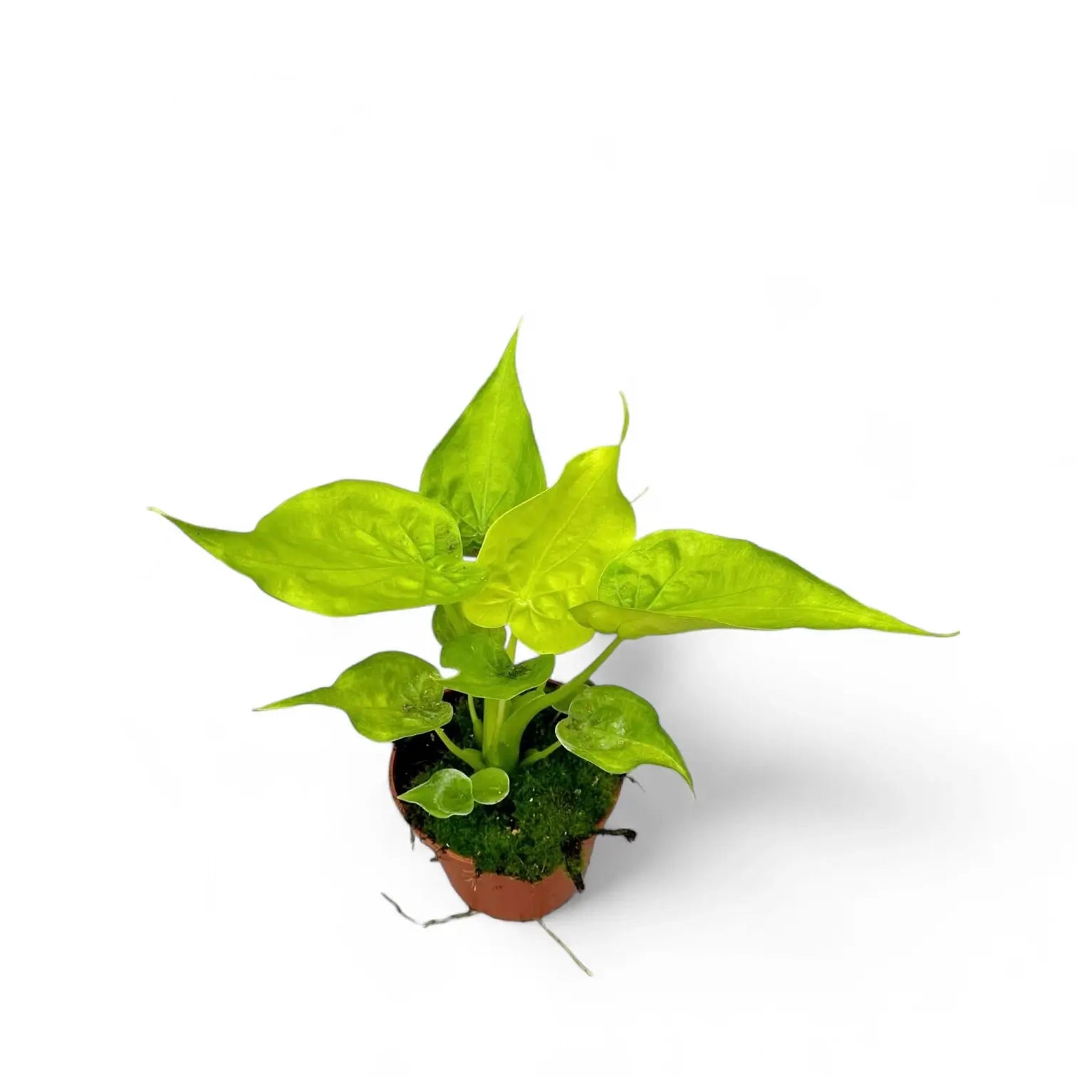 Alocasia cucullata 'Golden' potted houseplant in nursery pot on white background, product photo 3.