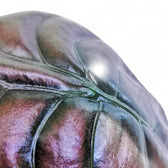 Alocasia cuprea 'Red secret' – Blattdetail vor weißem Hintergrund..