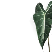 Alocasia longiloba – Blattdetail vor weißem Hintergrund..