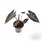 Alocasia longiloba 'Dragon's Tooth' Zimmerpflanze im Anzuchttopf vor weißem Hintergrund, Produktfoto 3.