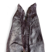 Alocasia longiloba 'Purple' leaf close-up on white background.