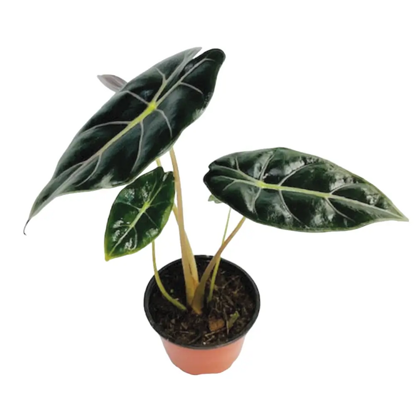 Alocasia longiloba 'Purple Prince' potted houseplant in nursery pot on white background, product photo 2.