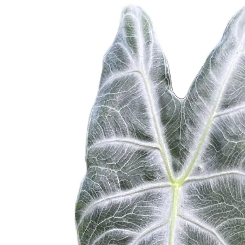 Alocasia longiloba 'Silver' – Blattdetail vor weißem Hintergrund..