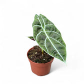 Alocasia longiloba 'Watsoniana' potted houseplant in nursery pot on white background, product photo 2.
